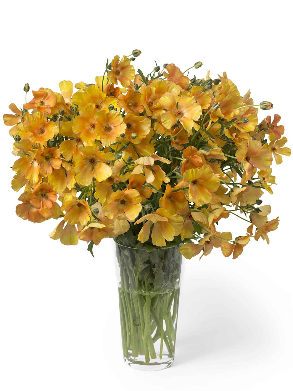 Buy Ranunculus corms and bulbs 'Butterfly Charis' DutchGrown™ UK