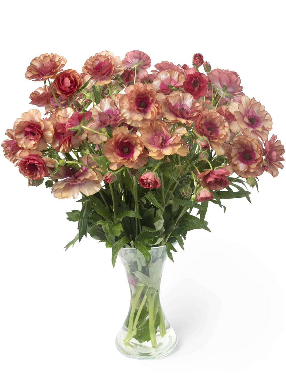 Buy Ranunculus corms and bulbs 'Butterfly Musa' | DutchGrown™ UK