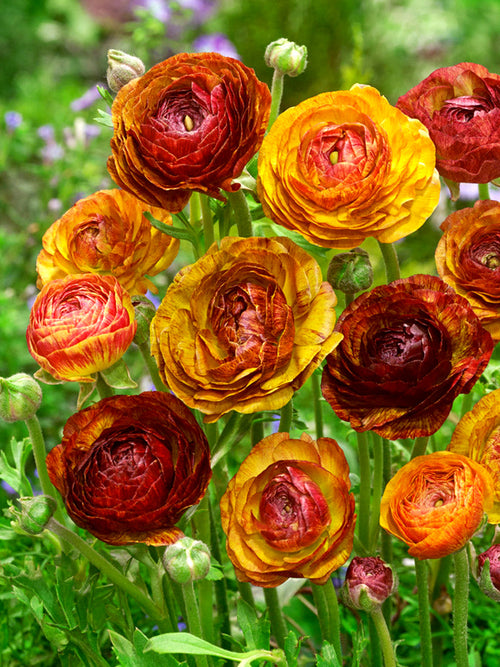 Ranunculus Café flower with burnt orange petals