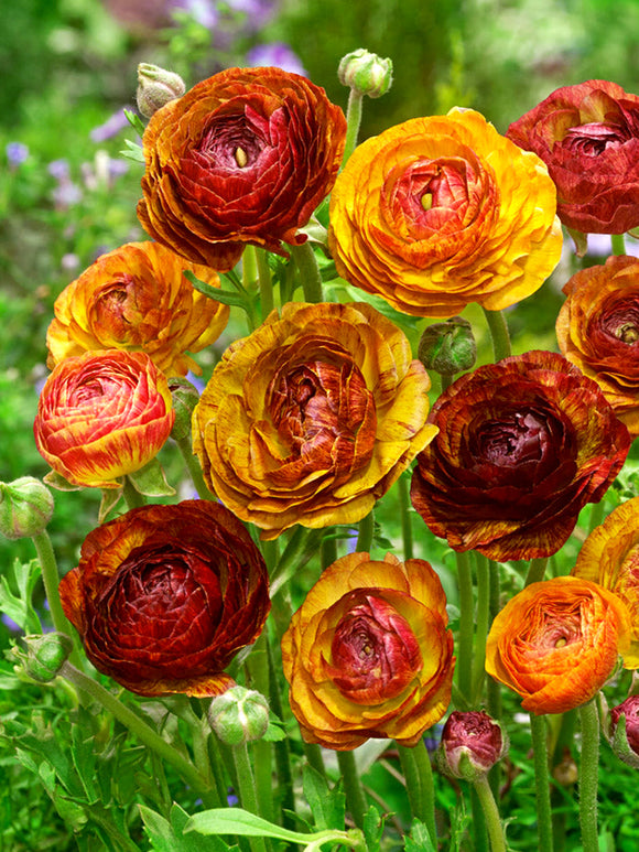 Ranunculus Café flower with burnt orange petals