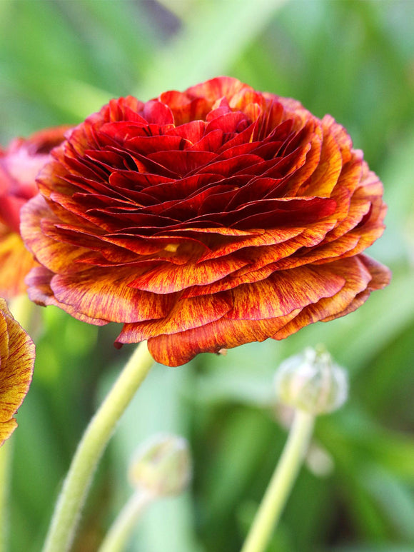 Ranunculus Picotee Café deep red and copper layered bloom