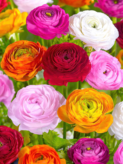 Buy Ranunculus Bulbs | Top-Sized Bulbs For Sale