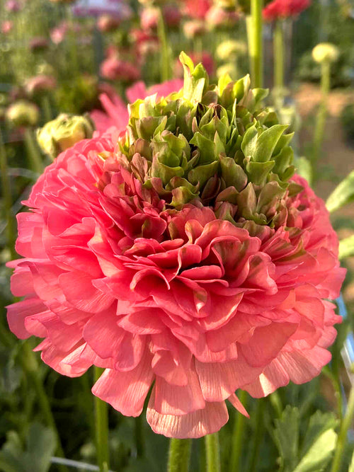 Crown Sisteron® ranunculus on tall stems