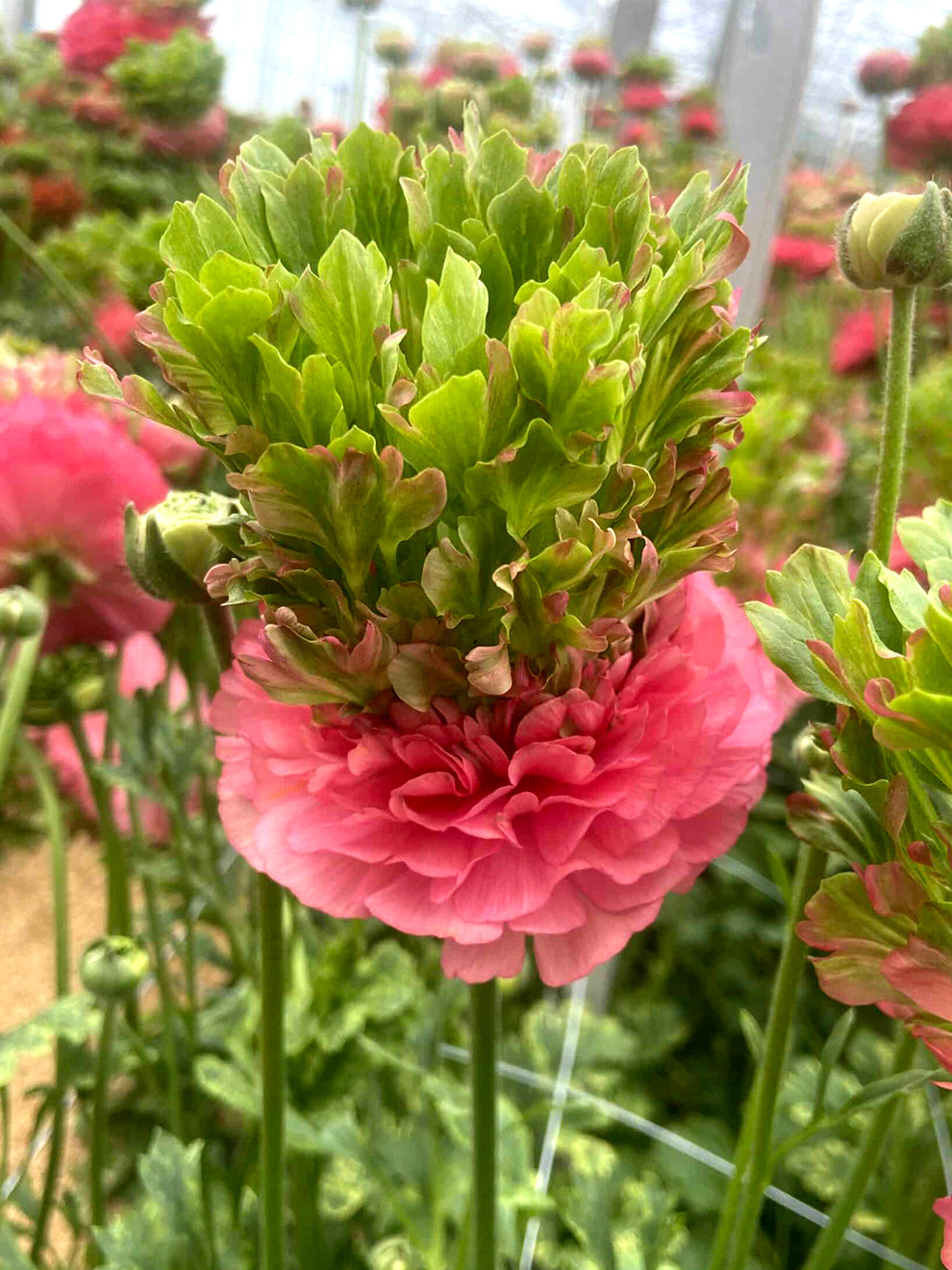 Closed Ranunculus Ranunculus Crown Sisteron® Corms | Soft Pink Blooms | DutchGrown™
