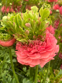 Ranunculus Crown Sisteron®