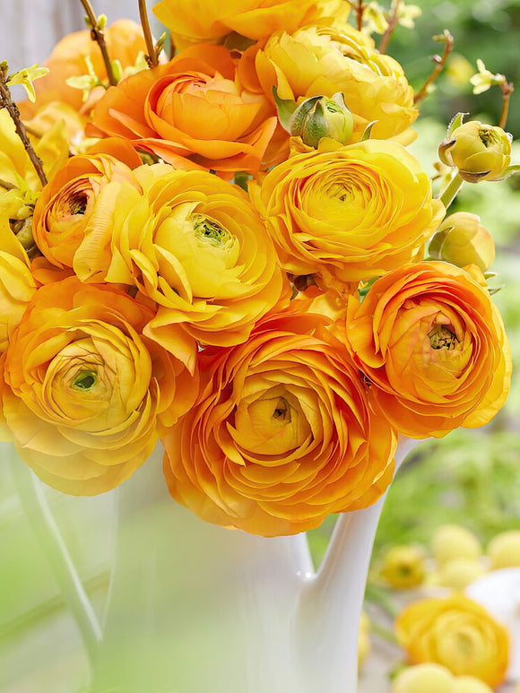 Buy orange ranunculus bulbs - Spring Shipping to UK