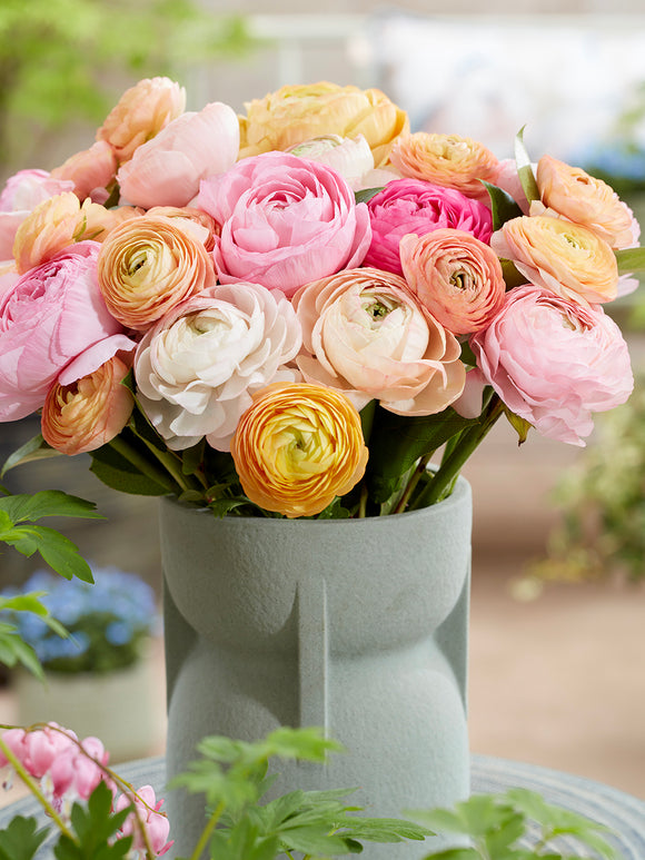 Ranunculus Pauline Pastel