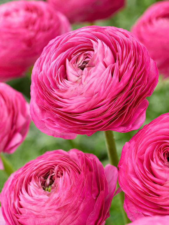 Buy Ranunculus Pink bulbs for UK Planting in Spring