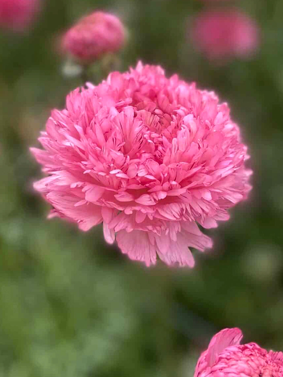 Standard Ranunculus Ranunculus Poodle Ramlia | DutchGrown™ | Unique Ranunculus Bulbs