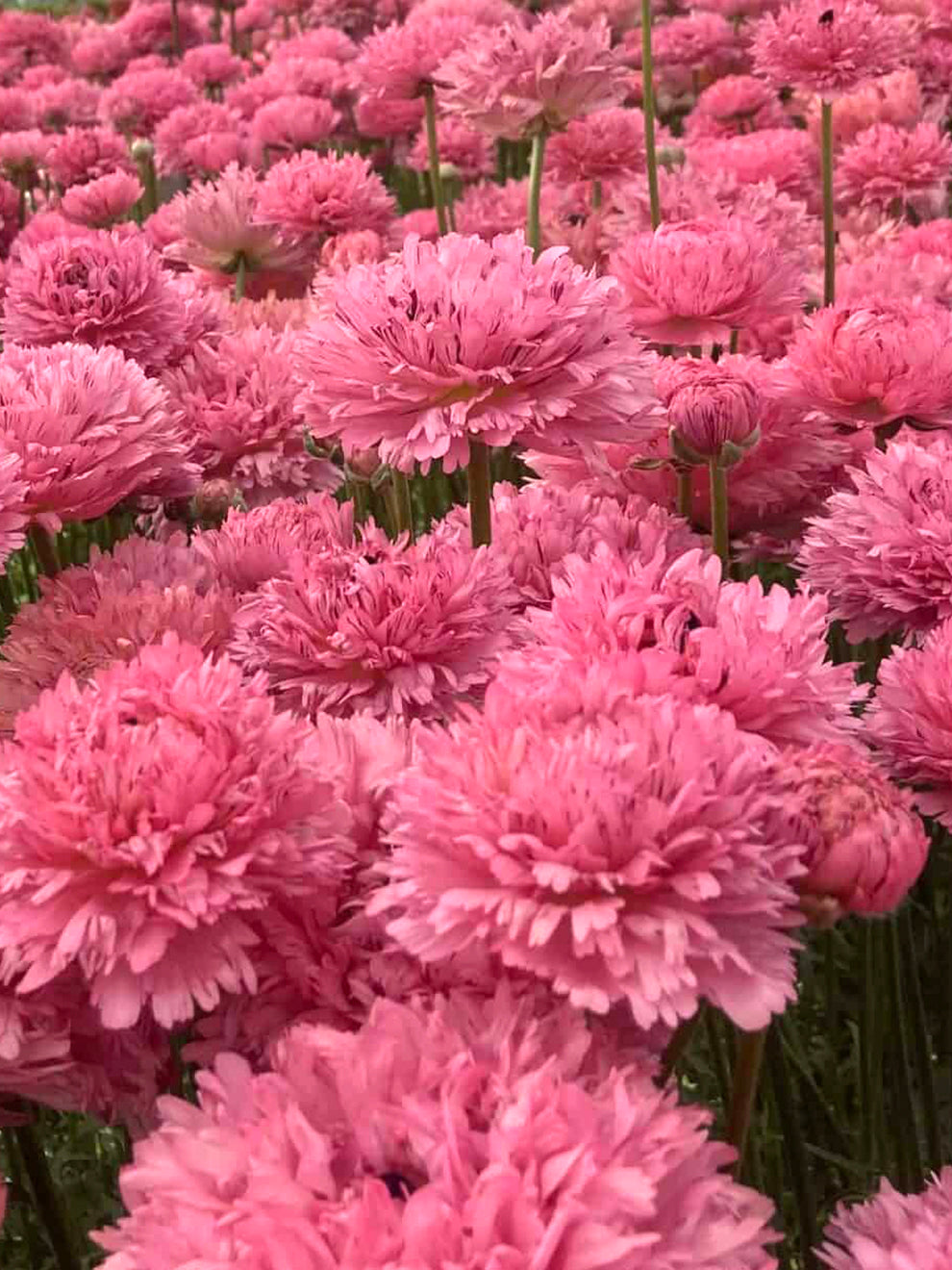 Standard Ranunculus Ranunculus Poodle Ramlia | DutchGrown™ | Unique Ranunculus Bulbs