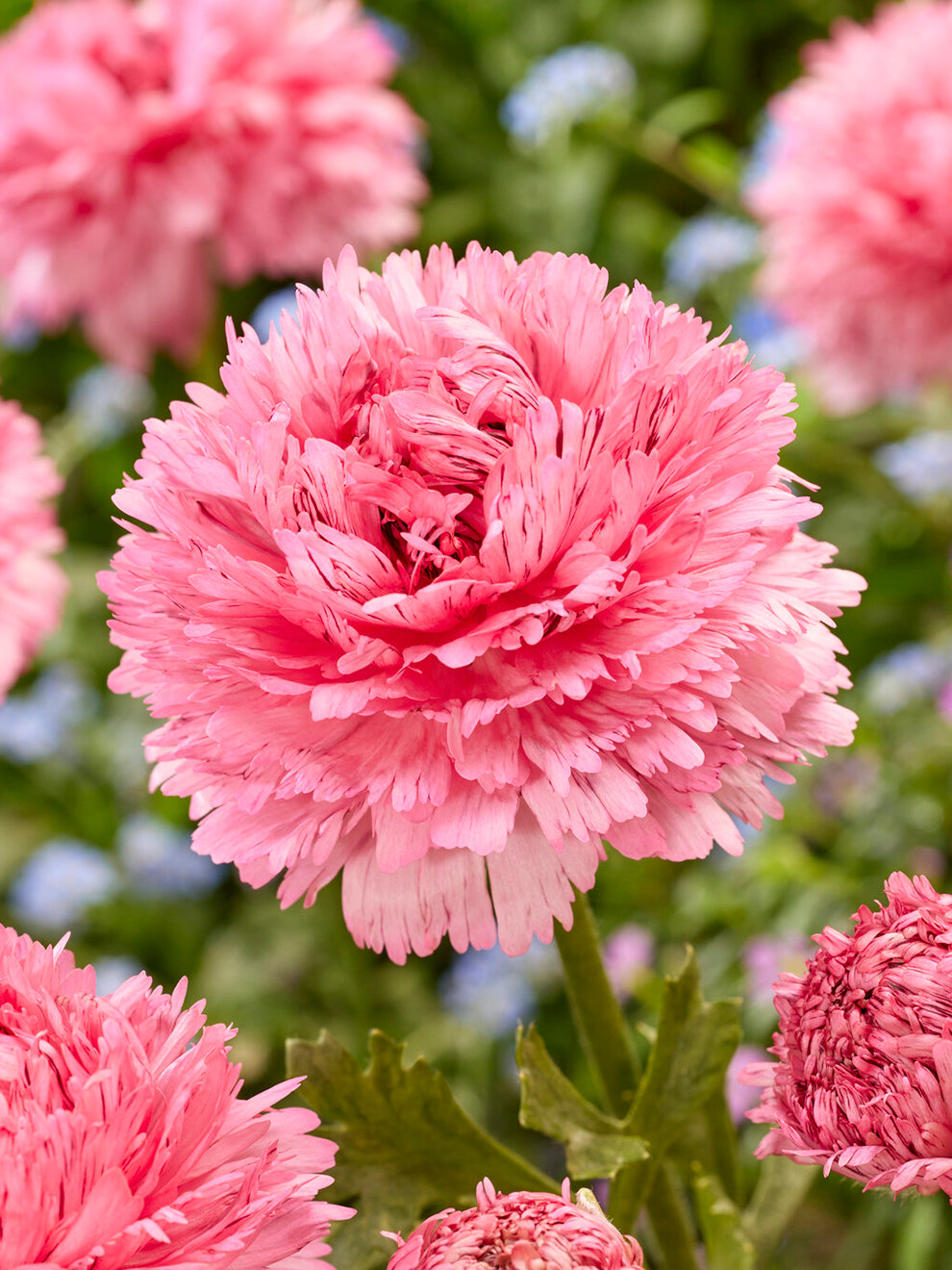 Standard Ranunculus Ranunculus Poodle Ramlia | DutchGrown™ | Unique Ranunculus Bulbs