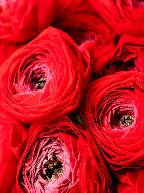 Ranunculus Red Corms from Holland 