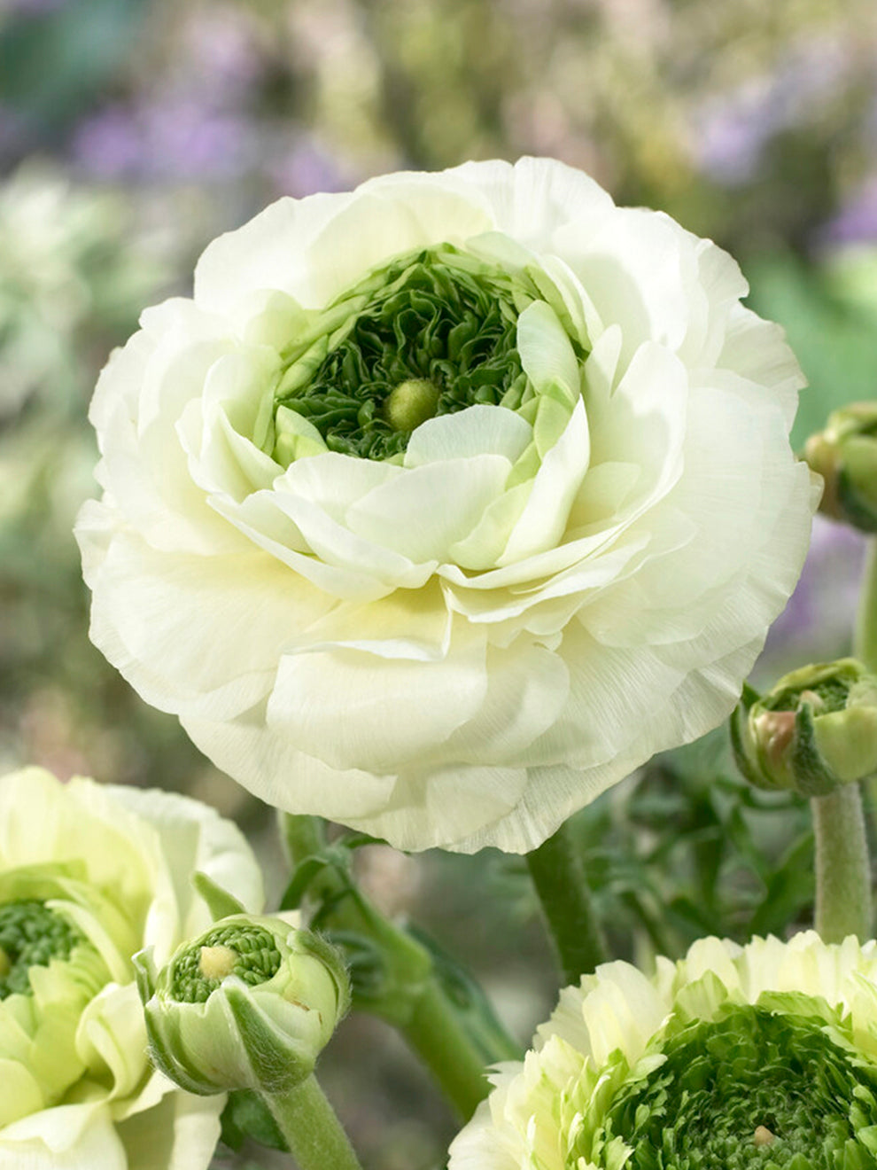 Ranunculus Reinette Cream | Corms for Autumn Planting | DutchGrown™ UK