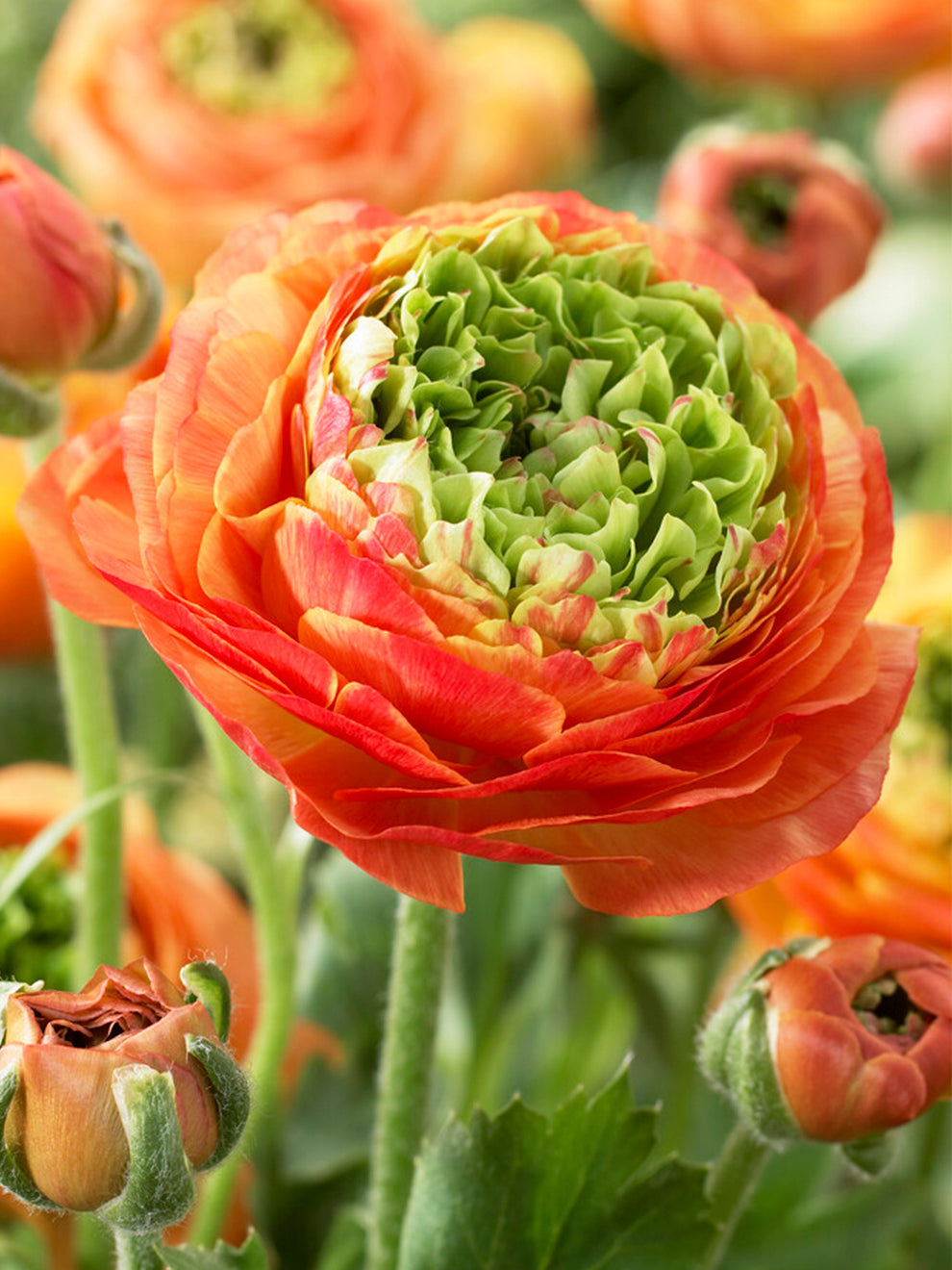 Buy Ranunculus 'Reinette Orange' | DutchGrown™ UK