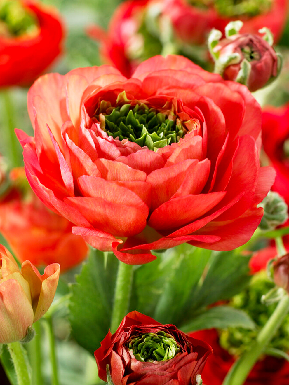 Buy Ranunculus corms and bulbs 'Reinette Red' | DutchGrown™ UK