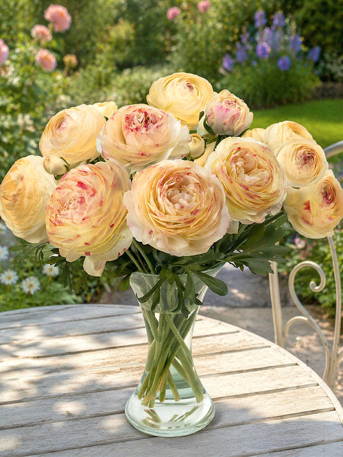 Ranunculus Romance™ Hydra in vase