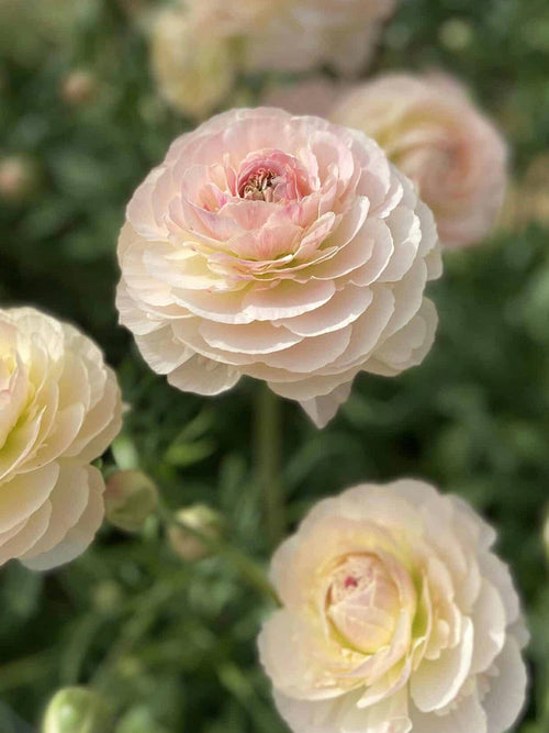 Buy Ranunculus Romance™ Maritime