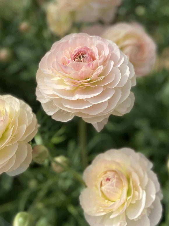 Buy Ranunculus Romance™ Maritime