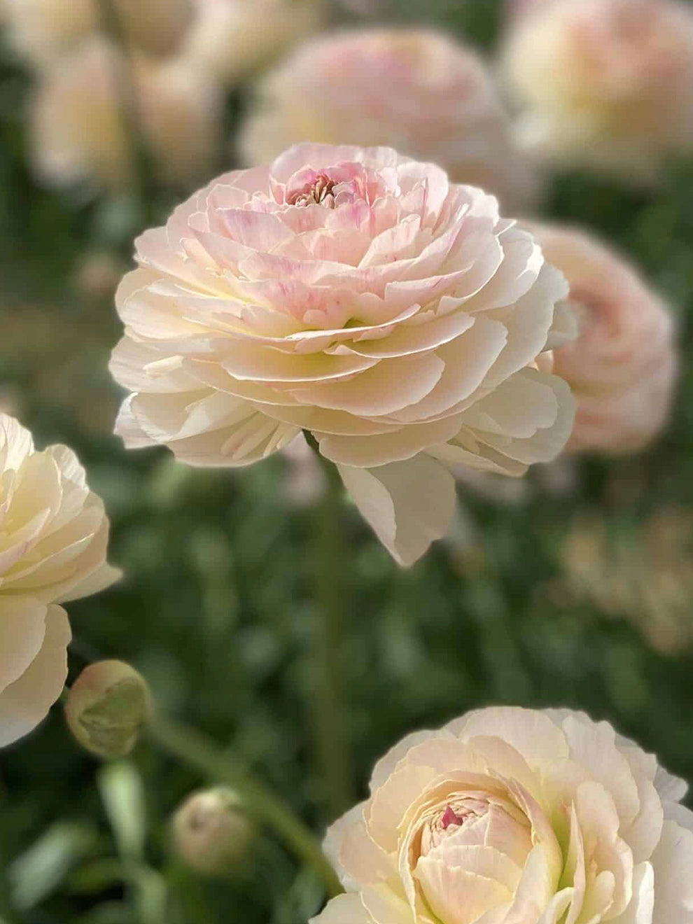 Closed Ranunculus Ranunculus Romance™ Maritime | DutchGrown™ | Unique Ranunculus Bulbs