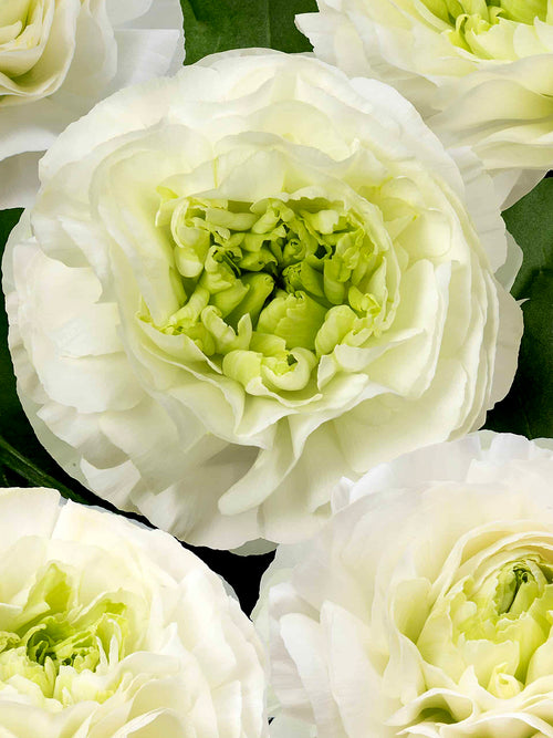 Montenvers® ranunculus bloom close-up