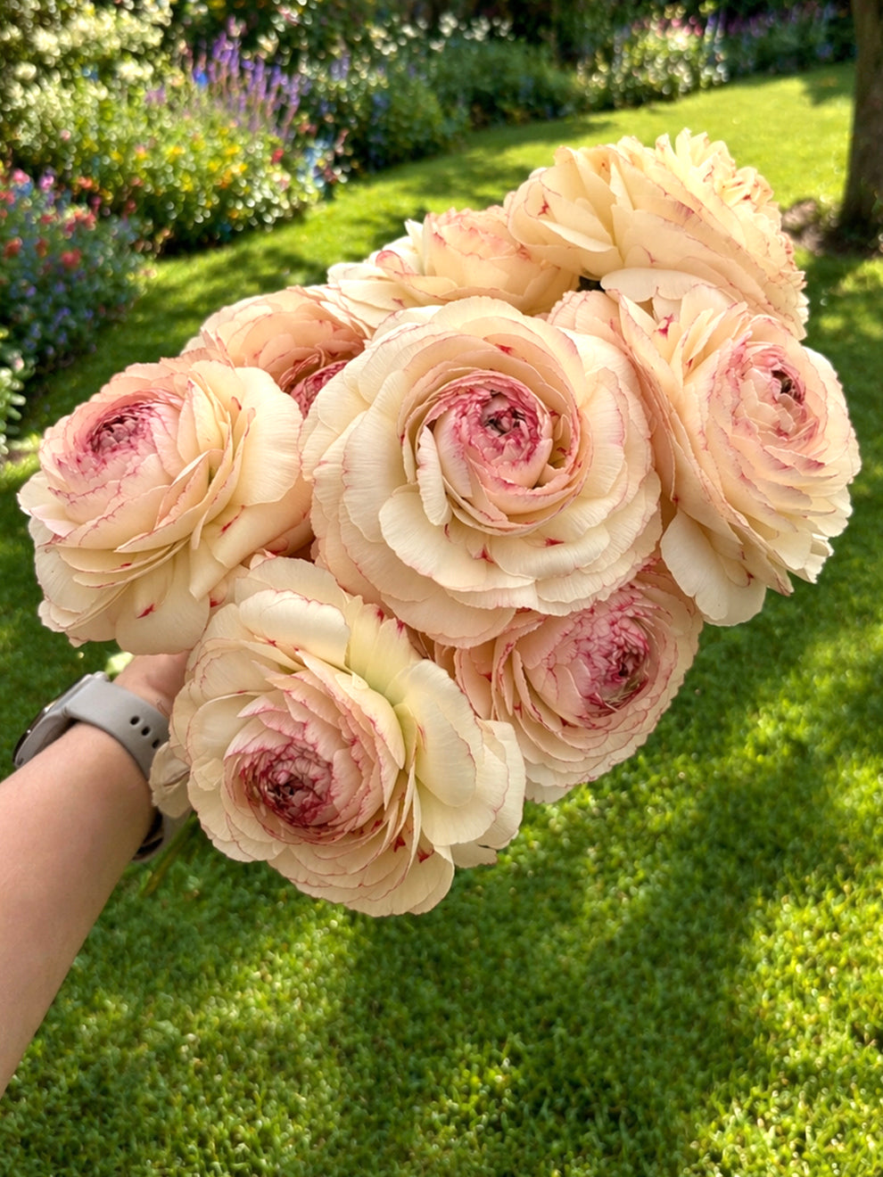 Closed Ranunculus Ranunculus Romance™ Orleans | DutchGrown™ | Unique Ranunculus Bulbs