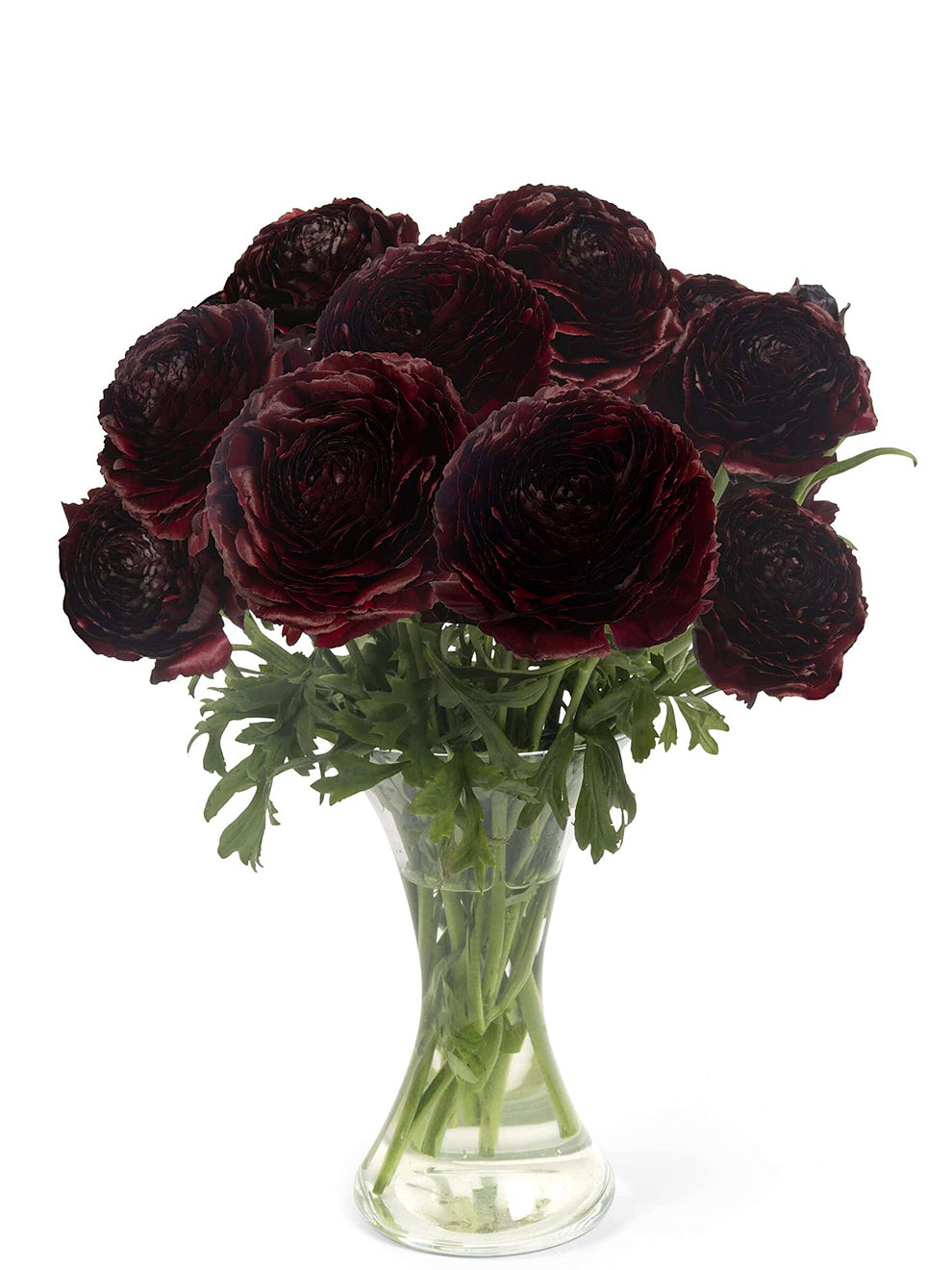Deep Indigo Ranunculus Ranunculus Romance Perigord® Corms | Deep Maroon Blooms | DutchGrown™