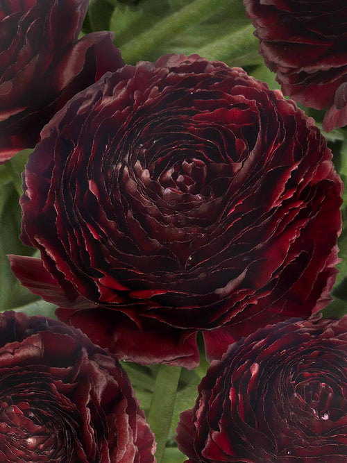 Deep burgundy ranunculus flower close-up
