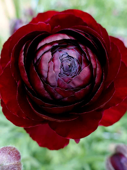 Dark maroon Ranunculus Romance Perigord® bloom