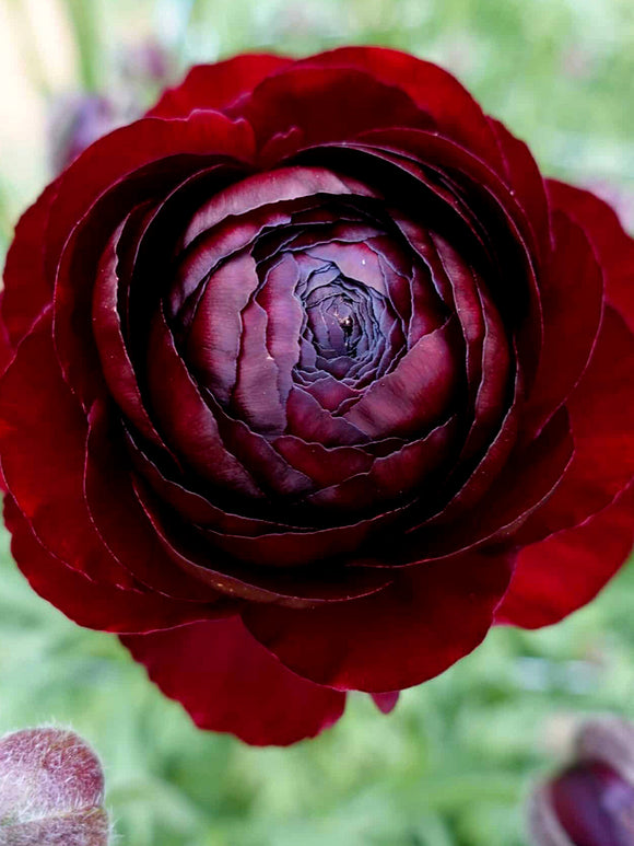 Dark maroon Ranunculus Romance Perigord® bloom