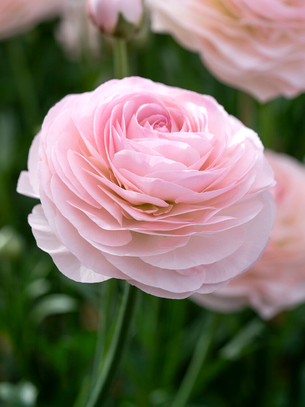 Closed Ranunculus Ranunculus Romance™ Seine | DutchGrown™ | Unique Ranunculus Bulbs