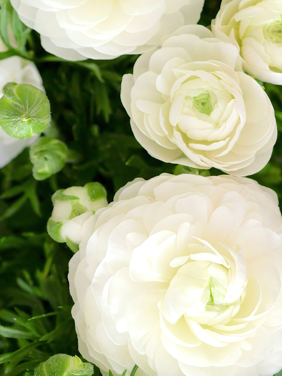 Whtie Ranunculus Ranunculus White | Ranunculus Corms | DutchGrown™