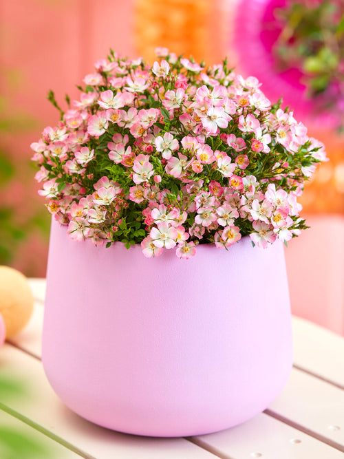 Rosa Cutie Pie in pink pot with soft pink blooms