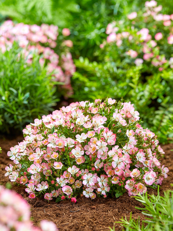 Close-up of Rosa Cutie Pie pink and white flowers