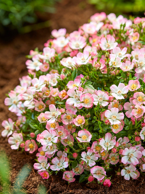 Miniature rose Cutie Pie in decorative pot on patio