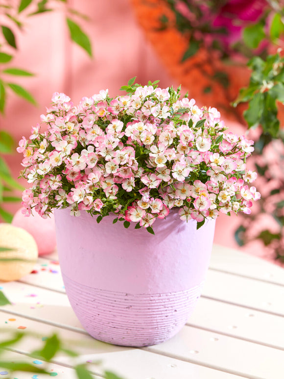 Rosa Cutie Pie border planting with pink flowers