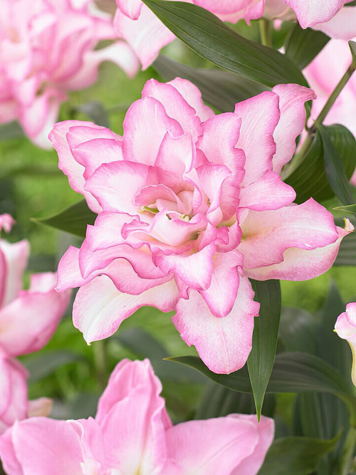 Buy Roselily Anouska Bulbs