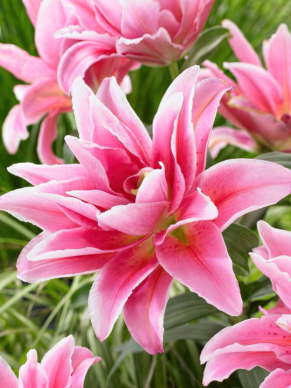 Buy Roselily Celina Bulbs