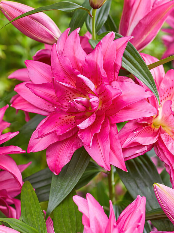 Buy Roselily Floretta Bulbs