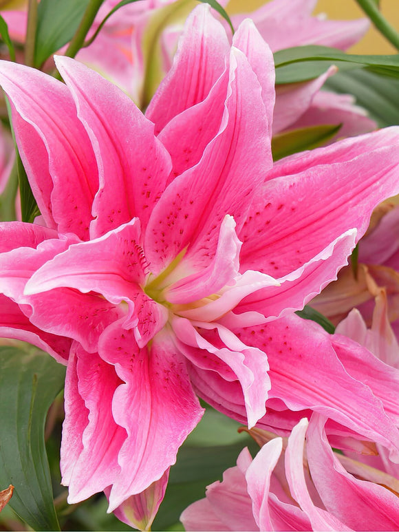 Buy Roselily Jasmina Bulbs