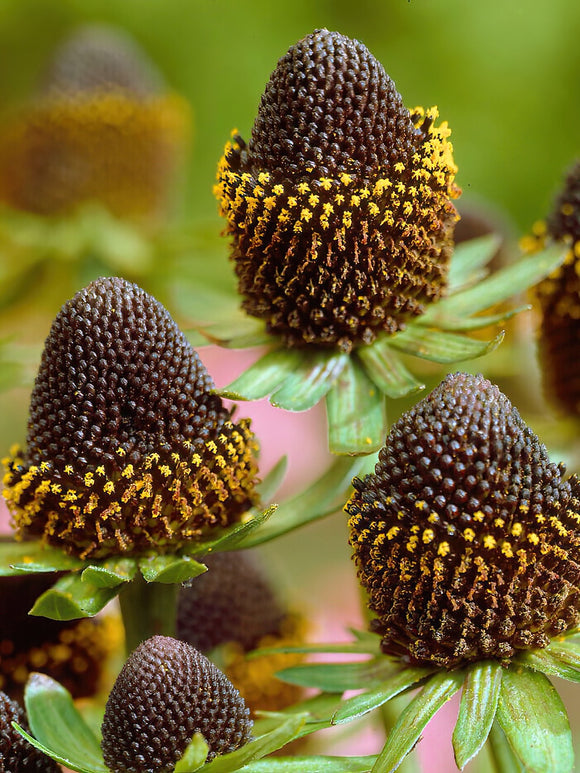 Rudbeckia Black Beauty