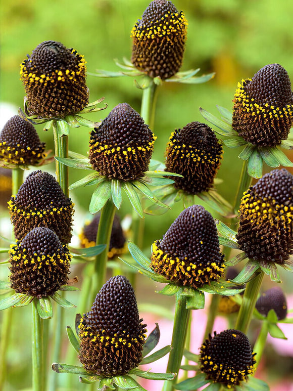 Rudbeckia Black Beauty (Coneflower)
