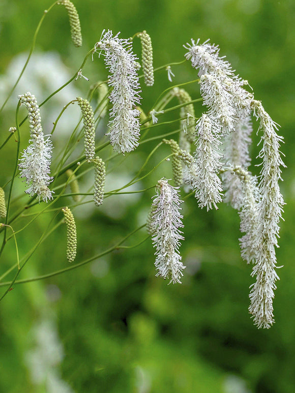 Sanguisorba Albiflora (Burnet) bare root plants