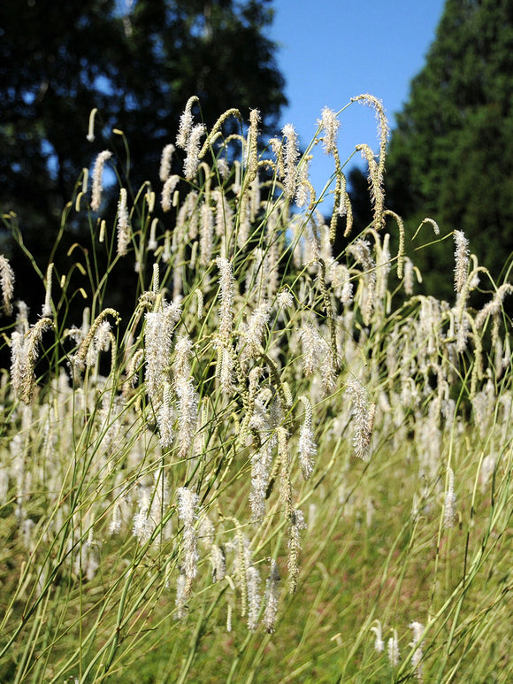 Sanguisorba Albiflora (Burnet)
