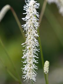 Sanguisorba All Time High (Burnet)