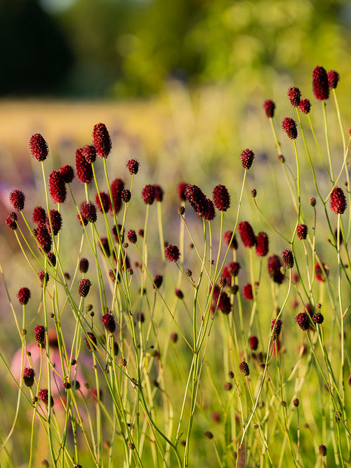 Sanguisorba officinalis 'Chocolate Tip' flowering in a naturalistic perennial border.