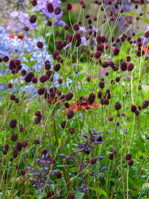 Sanguisorba Chocolate Tip (Burnet)