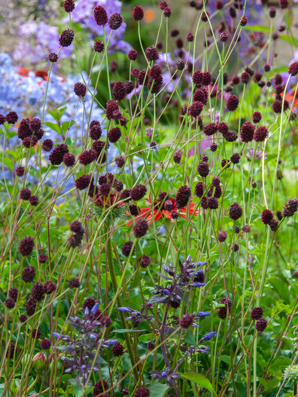 Sanguisorba 'Chocolate Tip' with deep burgundy flowerheads rising above green foliage in a summer garden.