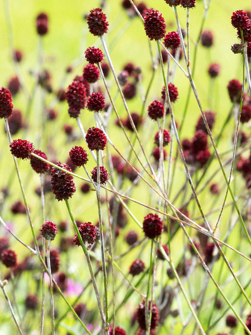 Dark burgundy flowers of Sanguisorba 'Chocolate Tip' on slender stems, ideal for summer borders.