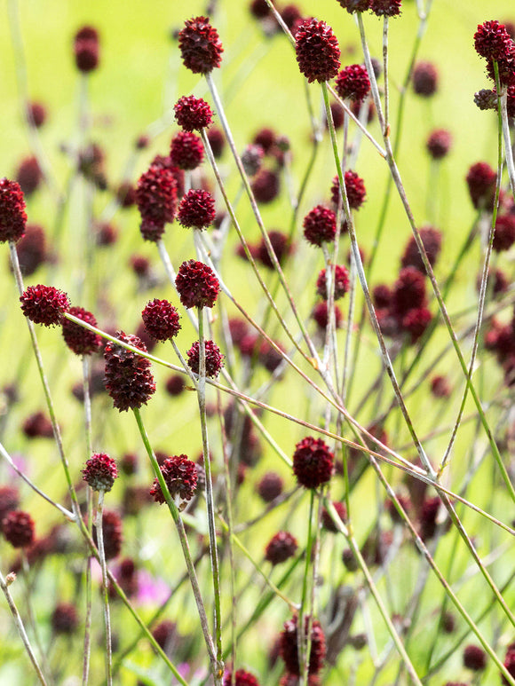 Dark burgundy flowers of Sanguisorba 'Chocolate Tip' on slender stems, ideal for summer borders.