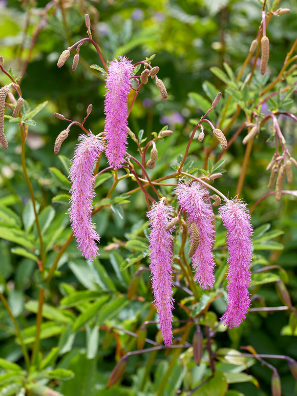 Sanguisorba 'Lilac Squirrel' bare root plants